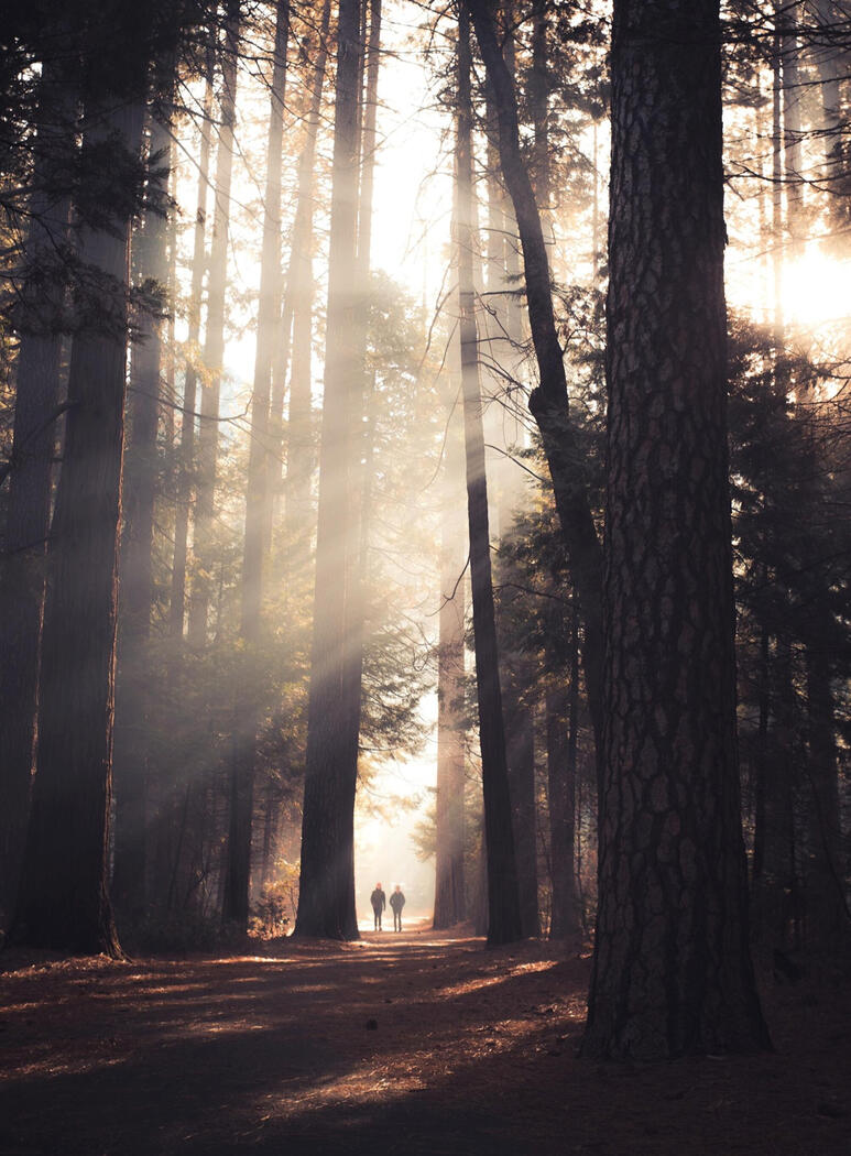 The patience of trees